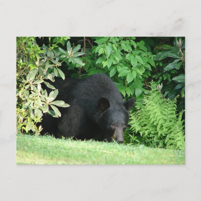 Cartão Postal Urso Negro - "Olá Cubby" (Frente)