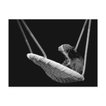 Urso no balanço em preto e branco