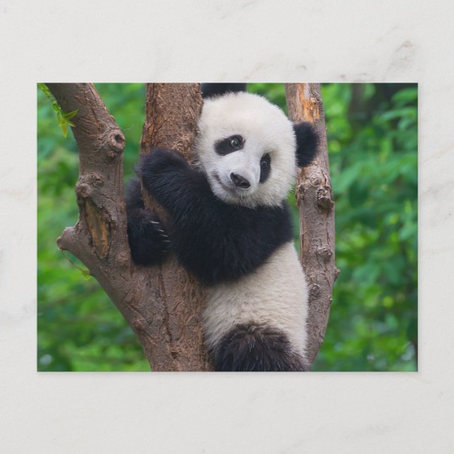Cartão Postal Urso Panda Adorável na Árvore (Frente)
