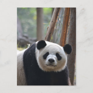 Cartão Postal Urso Panda Curioso