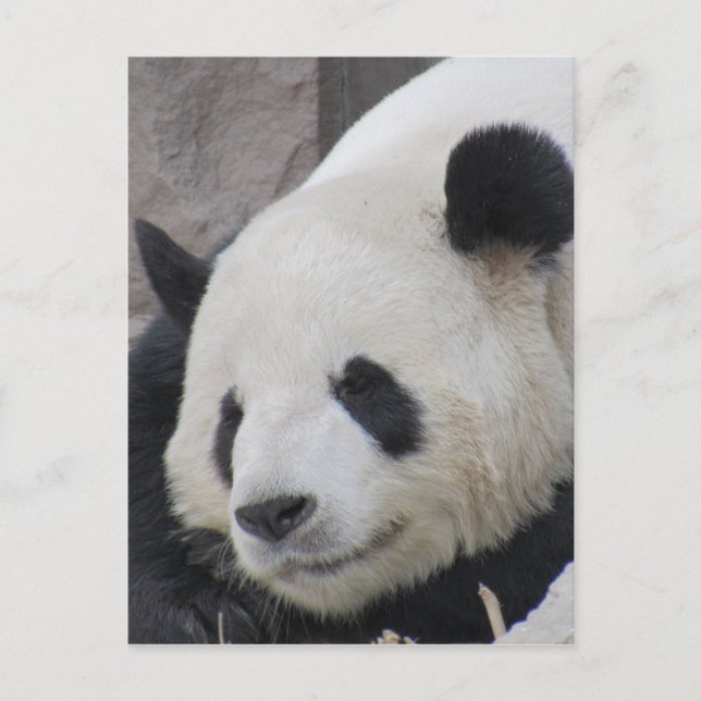 Cartão Postal urso panda gigante (Frente)