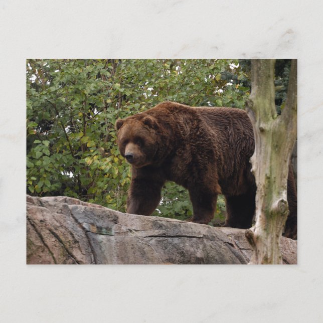 Cartão Postal urso-pardo-013 (Frente)