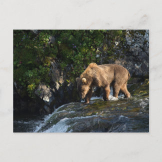 Cartão Postal Urso Pardo de Kodiak Procurando Salmão