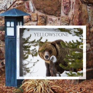Cartão Postal Urso Pardo, Espiando Yellowstone NP