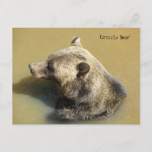 Cartão Postal Urso Pardo na Água