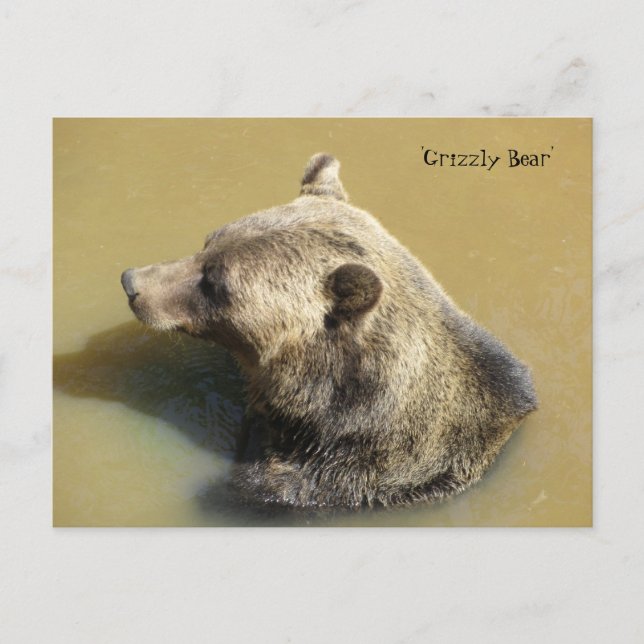 Cartão Postal Urso Pardo na Água (Frente)