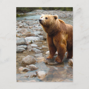 Cartão Postal Urso Pardo no Córrego