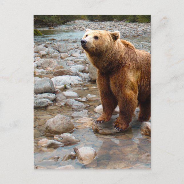 Cartão Postal Urso Pardo no Córrego (Frente)