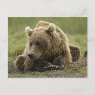 Cartão Postal Urso pardo, ou Urso Cinzento Costeiro, Ursus