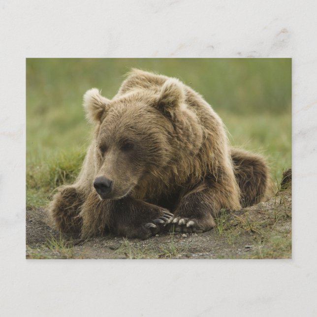 Cartão Postal Urso pardo, ou Urso Cinzento Costeiro, Ursus (Frente)