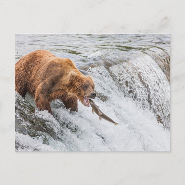 Cartão Postal Urso Pardo Pega Salmão Vermelho (Frente)