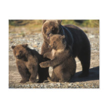 Urso pardo, urso cinzento, porca com filhotes na c