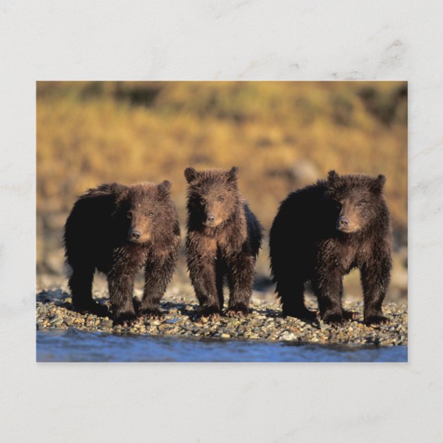 Cartão Postal Urso-pardo, urso marrom, filhotes, Katmai National (Frente)