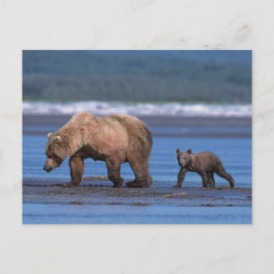 Cartão Postal Urso Pardo, Ursus arctos, Península do Alasca, 2
