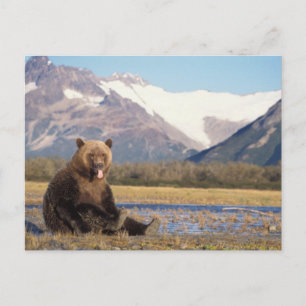 Cartão Postal urso pardo, Ursus arctos, urso cinzento, Ursus