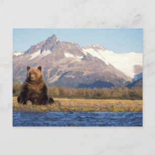 Cartão Postal urso pardo, Ursus arctos, urso cinzento, Ursus
