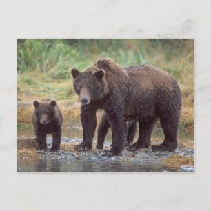 Cartão Postal urso pardo, Ursus arctos, urso cinzento, Ursus 3