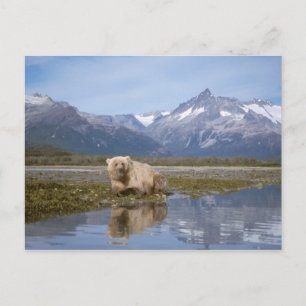Cartão Postal urso pardo, Ursus arctos, urso cinzento, Ursus 4