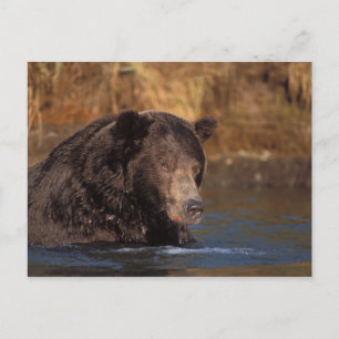 Cartão Postal urso pardo, Ursus arctos, urso cinzento, Ursus 5