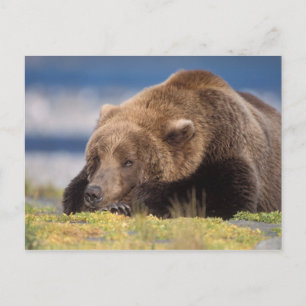 Cartão Postal urso pardo, Ursus arctos, urso cinzento, Ursus 8
