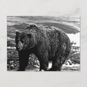 Cartão Postal Urso pardo vintage EUA Alasca