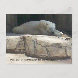 Cartão Postal Urso Polar