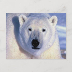 Cartão Postal Urso Polar