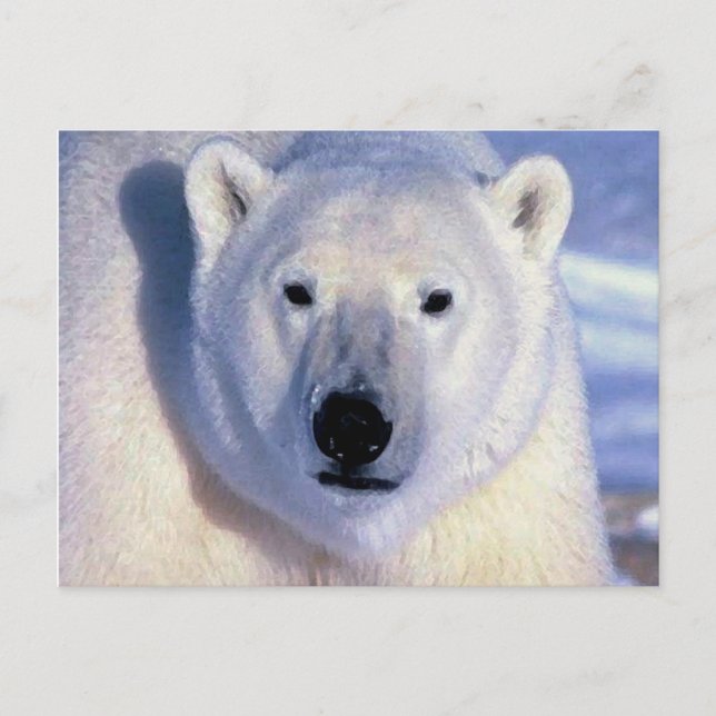 Cartão Postal Urso Polar (Frente)