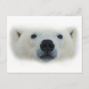 Cartão Postal Urso Polar