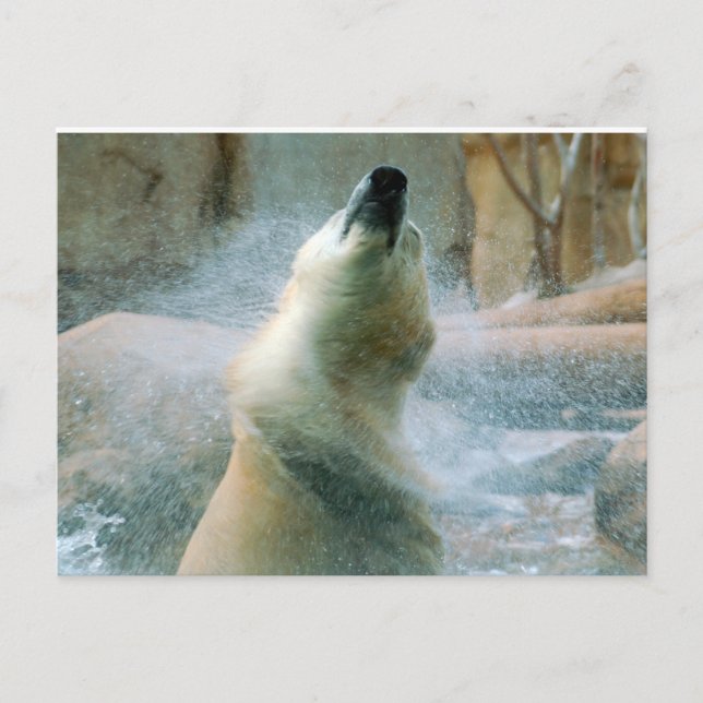 Cartão Postal Urso Polar (Frente)