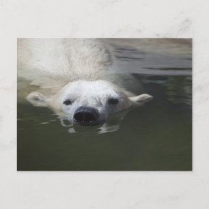 Cartão Postal Urso Polar