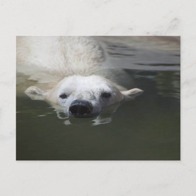 Cartão Postal Urso Polar (Frente)