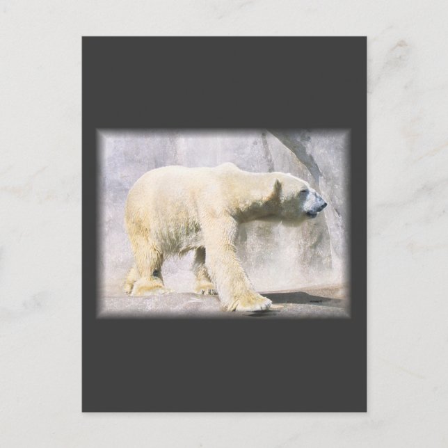 Cartão Postal urso polar (Frente)