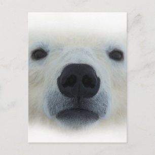 Cartão Postal Urso Polar