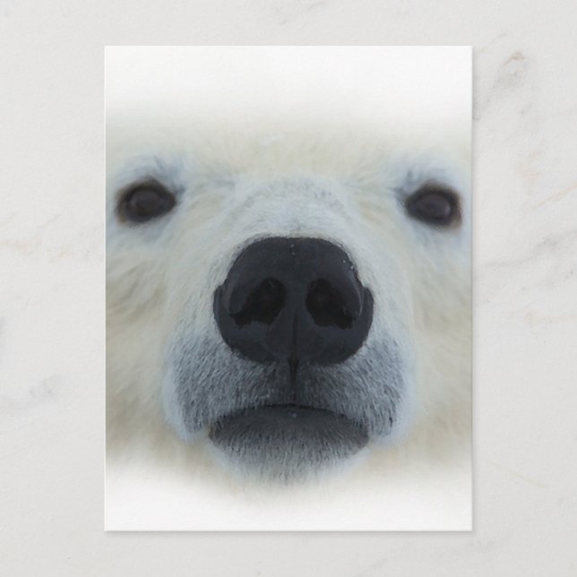 Cartão Postal Urso Polar (Frente)