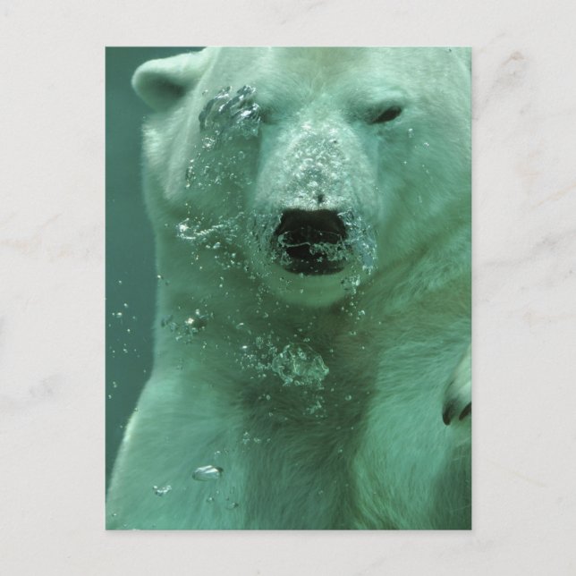 Cartão Postal urso polar-4069 (Frente)