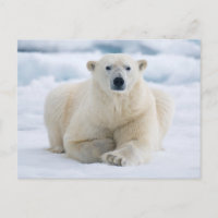 Urso polar adulto no gelo da mochila de verão