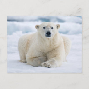 Cartão Postal Urso polar adulto no gelo flutuante de verão