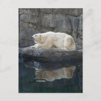 Cartão Postal Urso Polar com Reflexão