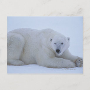Cartão Postal Urso Polar Descendo na Neve