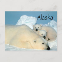 Urso polar do Alasca com filhotes postais