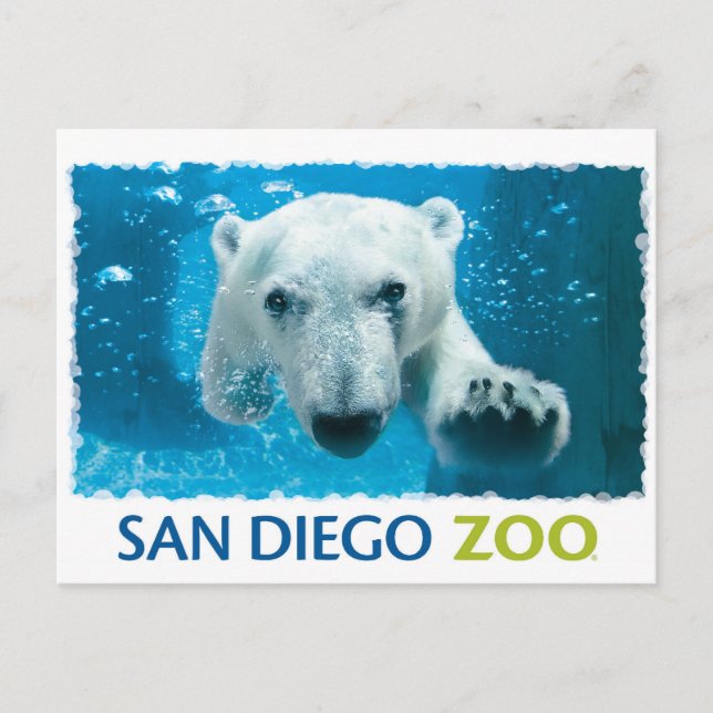 Cartão Postal Urso Polar do Zoo de San Diego (Frente)