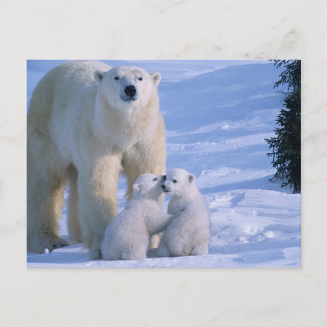 Cartão Postal Urso polar fêmea que está com 2 Cubs nela (Frente)