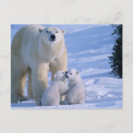 Cartão Postal Urso polar fêmea que está com 2 Cubs nela