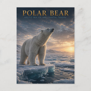 Cartão Postal Urso Polar Gelo Marinho Ártico ANIMAIS