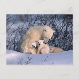 Cartão Postal Urso Polar Mãe Sentada com Gêmeos,
