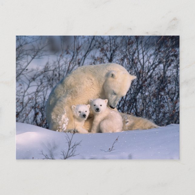 Cartão Postal Urso Polar Mãe Sentado com Gêmeos, (Frente)