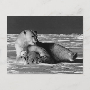 Cartão Postal Urso polar mãe Vintage EUA Alasca
