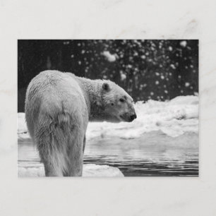 Cartão Postal Urso Polar na Neve