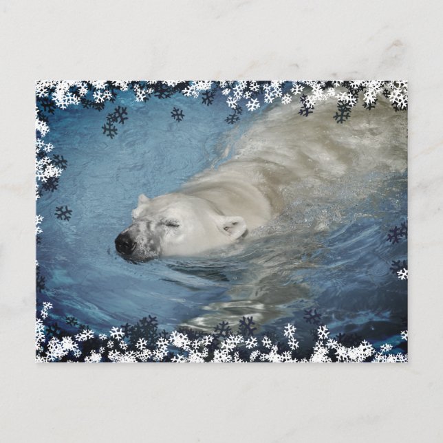 Cartão Postal Urso polar nadando (Frente)